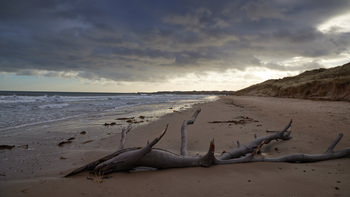 Petrified beach tree This landscape photograph, taken on a winter morning, captures a scene on the Northumberland coast in England, United Kingdom. The main subject is a dead tree that has become petrified and rests on the beach near Seahouses and not far from Bamburgh. The beach stretches along the coastline with the sea visible on the left, while sand dunes rise on the right side of the image. The sky displays dense, low-hanging clouds with light breaking through near the horizon, typical of the winter season. Coastal vegetation and smaller pieces of driftwood dot the shoreline. The image highlights the striking presence of the dead tree, enhanced by the sea and natural features of the Northumberland coast in the background.